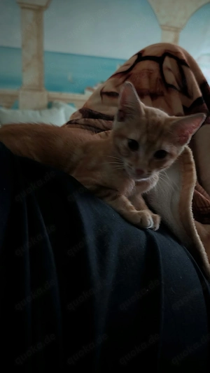 Verkauft wird ein süßer kleiner Kater 