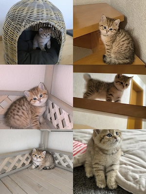 BKH Katzenbabys  Bild 9