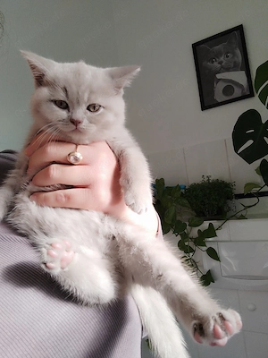 Britisch Kurzhaar Kitten in Lilac 