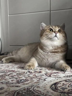 BKH - Katerchen abgabebereit  Bild 7
