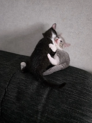 Sphynx Mix Kitten 