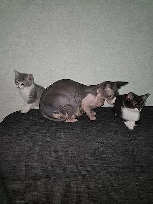 Sphynx Mix Kitten 