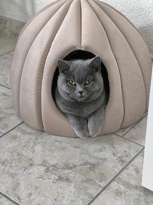 Schöne BKH Katze 