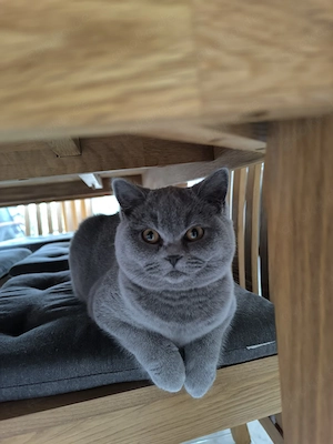 Reinrassige BKH Katze sucht schönes Zuhause 
