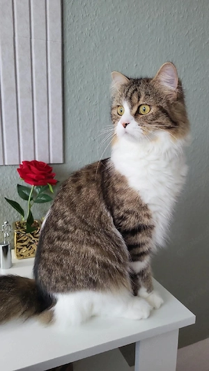 Perserkatze