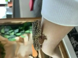 Leopardgecko sucht liebevolles Zuhause 