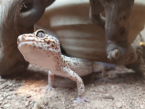 Leopardgecko sucht liebevolles Zuhause 