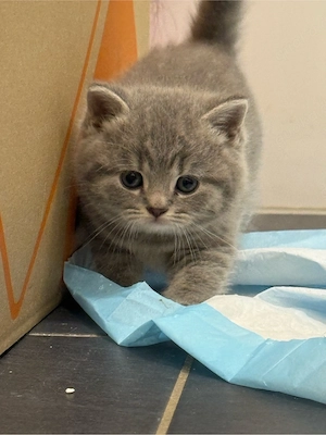 BKH Kitten 