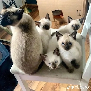 Siames cat available 