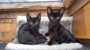 2 Babykatzen suchen ein neues Zuhause