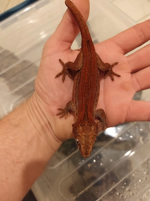 rhacodactylus auriculatus , Höckerkopfgecko 
