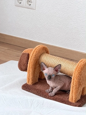 4 sphynx kätzchen