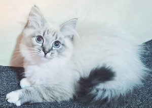 Ragdoll suchen Herzensmenschen