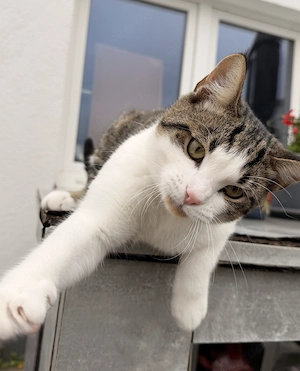 Junger Kater Nemo sucht ein liebevolles Zuhause