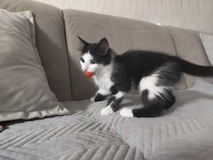 Kitten Mix MainCoon EKH abgabebereit