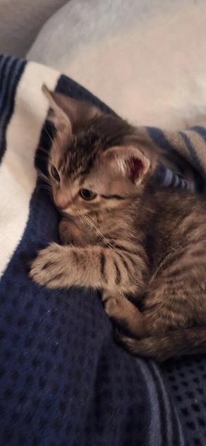 Katzen Baby