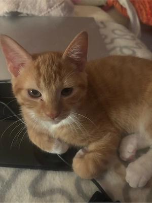 4 kitten suchen ein neues zu hause 