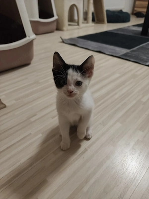 süße Don sphynx kitten