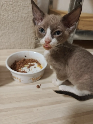 süße Don sphynx kitten