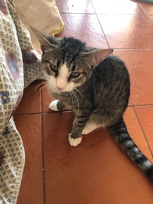 Süßer Linus sucht ein Zuhause