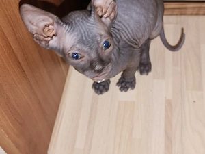 canadian sphynx Mädel 