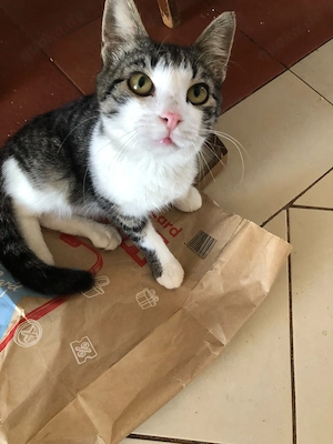 Entzückender Charlie sucht ein Zuhause