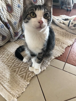 Entzückender Charlie sucht ein Zuhause