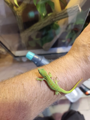 Taggecko, phelsuma grandis , high red 