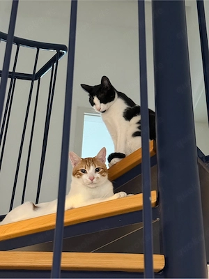 2 liebe Katzen (Geschwister, 2 Jahre)   nur zusammen abzugeben