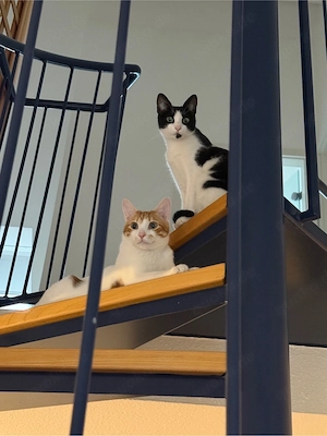2 liebe Katzen (Geschwister, 2 Jahre)   nur zusammen abzugeben