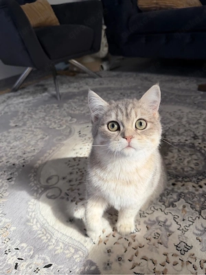 Leo sucht ein zuhause