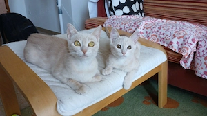 Cleo und ihr Sohn Caesar suchen ihr Zuhause