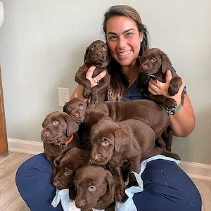 Labrador-Retriever-Welpen suchen ihr Zuhause für immer.