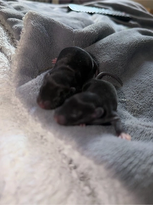 Dumbo-Farbratten Babys