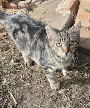 Junge Katze mit besonderem Fellmuster 