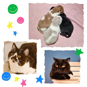  BKH Kitten mit Stammbaum 