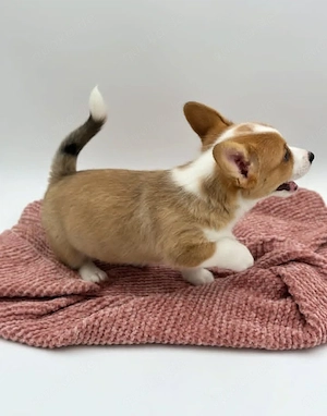 Liebevoller Corgi sucht ein schönes Für-immer-Zuhause   