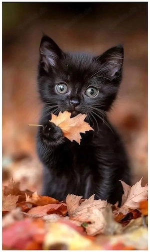 katze  weibchen gesucht