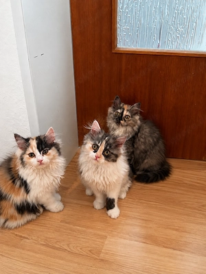 Wunderschöne Perserkitten  Baby Kätzchen