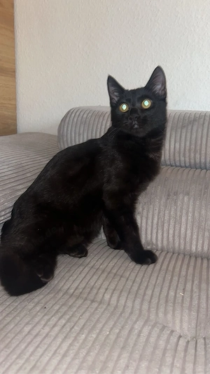 schwarze katzen 