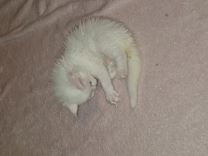 5 Maine Coon Kitten suchen ab Anfang Dezember ein verantwortungsvolles Zuhause 