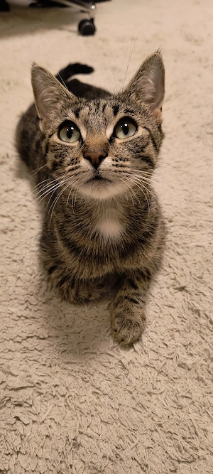 Katze Weibchen abzugeben incl. Zubehör 