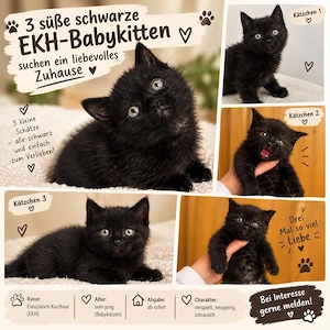 EKH Kitten