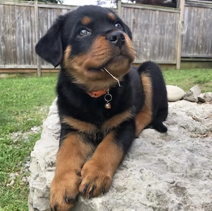 Wunderschöne Rottweiler Welpen!