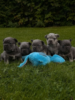 französische bulldogge welpen 