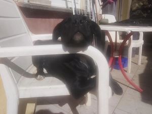 Cane corso Presa Canario 