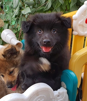 Deutscher Spitz Großspitz Mittelspitz