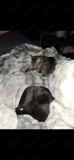 Katzen suchen ruhiges zuhause