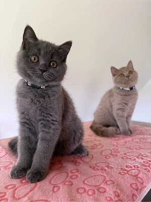 BKH Kitten weiblich wunderschönes Mädchen sucht ein Zuhause Bild 2
