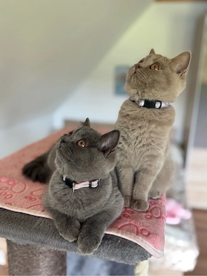 BKH Kitten weiblich wunderschönes Mädchen sucht ein Zuhause Bild 3